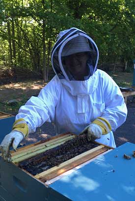 Person wearing a bee outfit taking bees out of a hive.