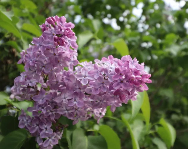 Lilacs